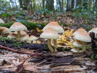 Biodiversité et forêts