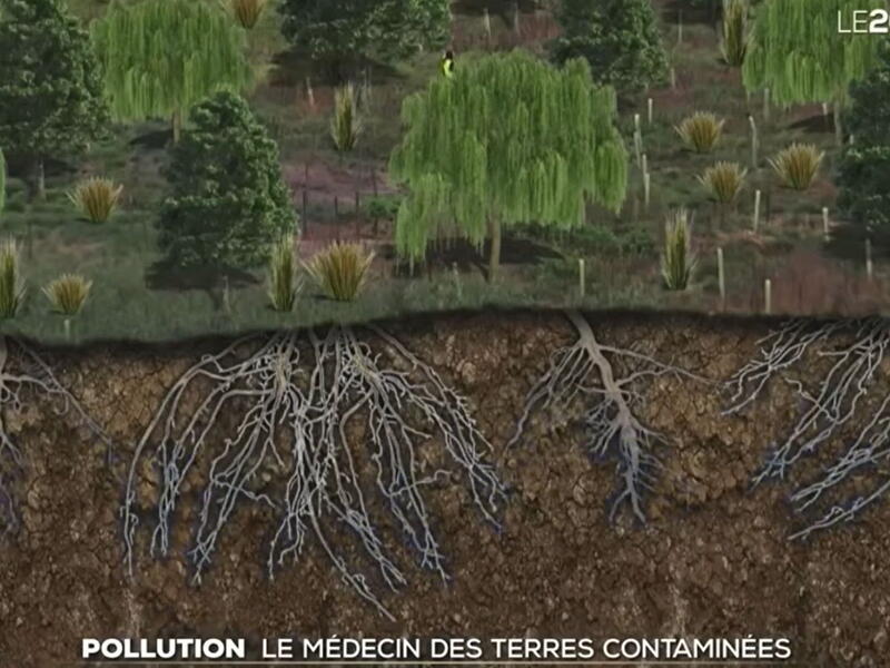 Phytomanagement TF1